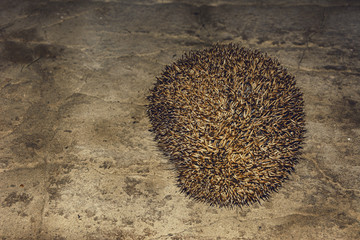 A wonderful hedgehog explores the house and shoots out of it © niko_cingaryuk