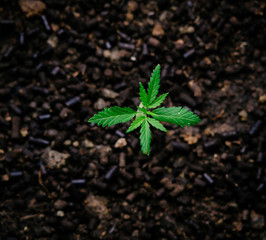 Marijuana seeds are growing from seed.
