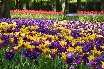 spring flowers in the garden
