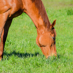 Naklejka na ściany i meble Horses graze in the pasture. Paddock horses on a horse farm. Wal