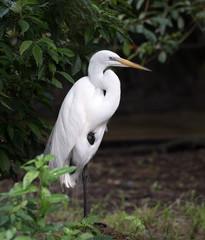 Great white egret with a long neck, pointed yellow beak, and black stilt-like legs and feet is standing elegantly among green trees and plants.
