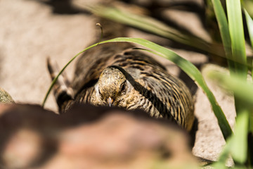 pheasant hiding behind leaves