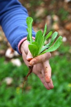 Foraging For Wild Greens