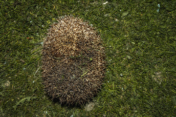 Forest wild hedgehog on a green lawn
