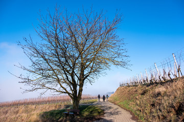 Wanderung am Kaiserstuhl