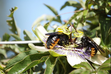 passiflora caerulea PASIONARIA
