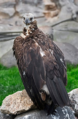 Cinereous vulture also known as the black vulture, monk vulture, or Eurasian black vulture. Latin name - Aegypius monachus