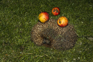 Hedgehog with apples on their needles walks green grass
