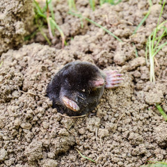 mole climbs out of the hole. Black mole. A mound of earth from a