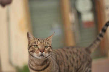 Naklejka premium cat, animal, pet, kitten, feline, cute, eyes, domestic, portrait, fur, tabby, kitty, pets, animals, mammal, grey, face, eye, whiskers, young, looking, striped, home