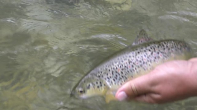 close view fly fisherman takes out fish hook and lets caught spotted trout into water holding rod in other hand