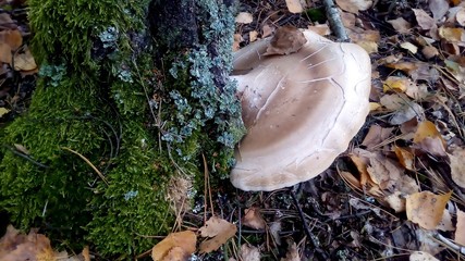 mieszkając na drzewie © Anna