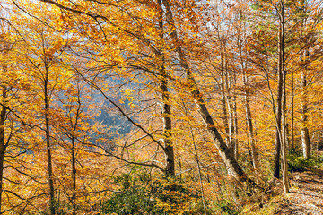 Hayedos en otoño en el Valle de Pineta. Pirineos. Huesca. . España. Europa.