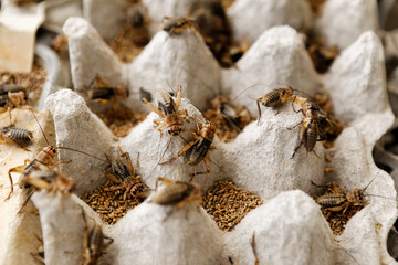 many insects crickets and protein foods for