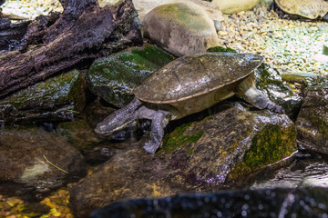 Fototapeta premium Tartaruga