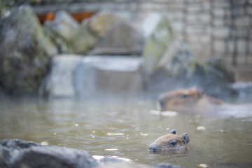 カピバラの露店風呂