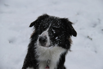 Schnee Dog Winter Cold