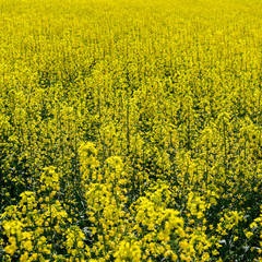 Rapeseed field. Background of rape blossoms. Flowering rape on t