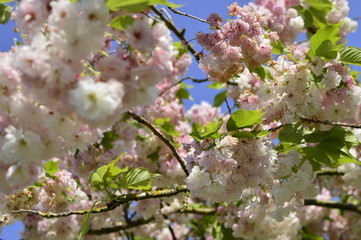 cherry blossom in spring