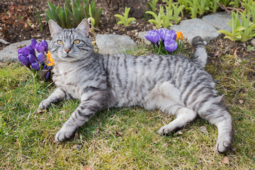 Naklejka na ściany i meble getigerte graue Katze liegt in der Frühlingswiese mit Krokussen