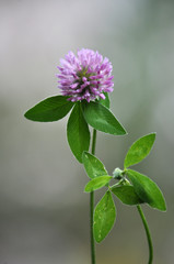 Blossom of the clover of red