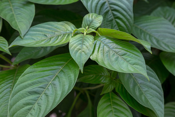 Green leaves close up on black background