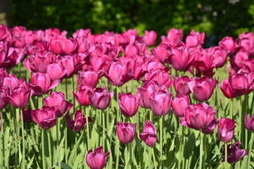 pink tulips in the garden