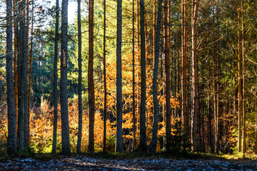 Obraz premium Coniferous forest illuminated by the morning sun on a spring day.