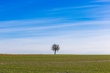 Fototapeta na wymiar Spring landscape. Field with grass and blue sky.