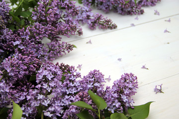 Beautiful spring flowers. Lilack on wood background