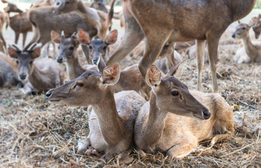 Rusa deer in agriculture livestock farm.