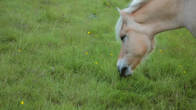 Norwegian Fjord Horses - Fjordings. Norwegian horse in the meadow. Portrait of nice fjord horse stallion