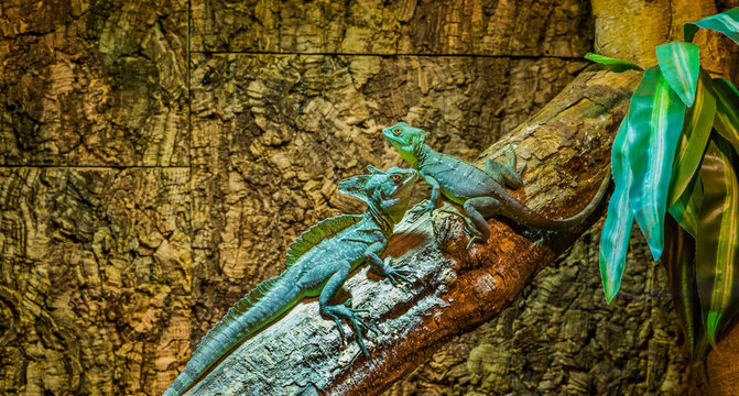 green plumed basilisks sitting together on a tree branch, one male and one female basilisk, tropical lizards from America