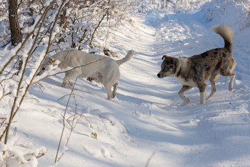 Dogs play in the snow in winter, Beautiful portrait of a pet on a sunny winter day	
