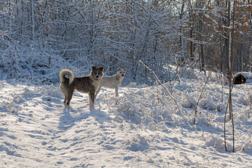 Fototapeta na wymiar Dogs play in the snow in winter, Beautiful portrait of a pet on a sunny winter day 