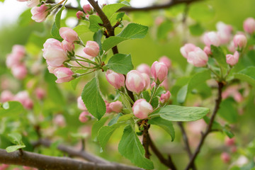 Obraz premium Branch of blossoming wild apple tree against spring forest in cloudy day. Beautiful natural background. Selective focus