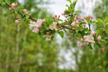 Branch of blossoming wild apple tree against spring forest in cloudy day. Beautiful natural background. Selective focus