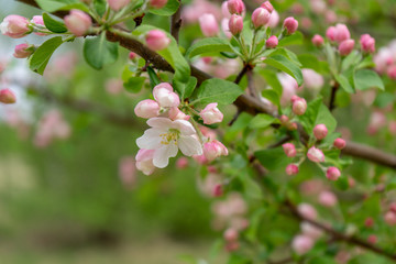 Branch of blossoming wild apple tree against spring forest in cloudy day. Beautiful natural background. Selective focus