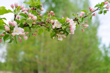 Branch of blossoming wild apple tree against spring forest in cloudy day. Beautiful natural background. Selective focus