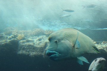 Naklejka premium 水族館の魚