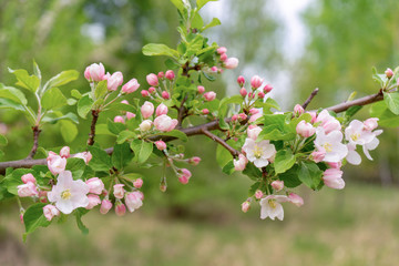 Branch of blossoming wild apple tree against spring forest in cloudy day. Beautiful natural background. Selective focus
