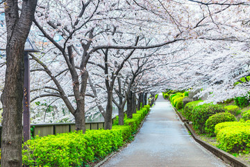 Fototapeta na wymiar Walkway under the beautiful sakura or cherry blossoms tree tunnel in Japan