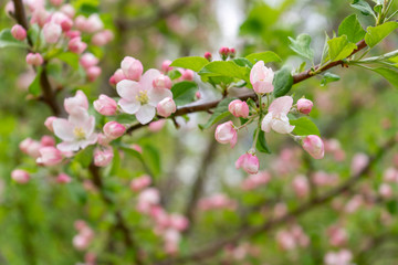 Branch of blossoming wild apple tree against spring forest in cloudy day. Beautiful natural background. Selective focus