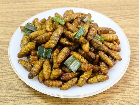 Deep Fried Coconut Worms on A White Dish