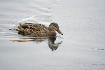 Mallard duck female.