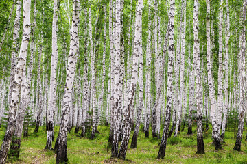 Image with birch forest.