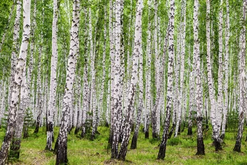 Peel and stick wall murals Birch grove Image with birch forest.