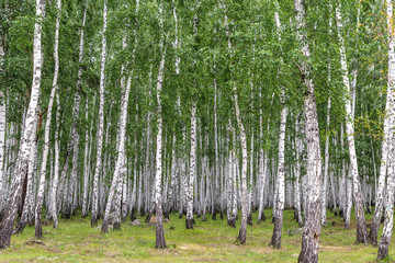 Image with birch forest.