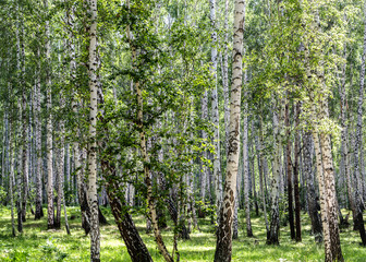Image with birch forest.