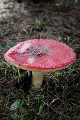 Beautiful Fly Agaric Mushroom in Forest